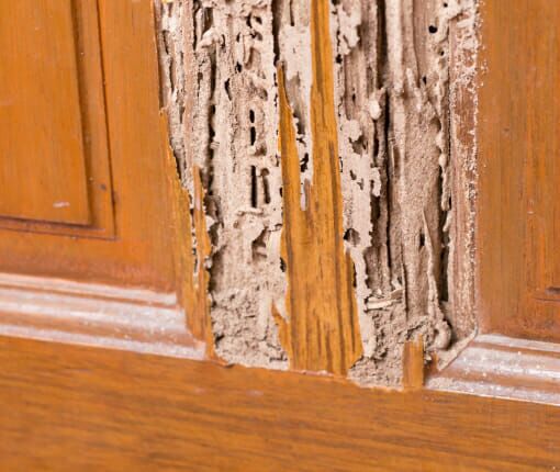 Termite Control Southaven, MS