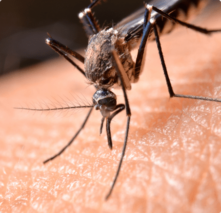 Close-up macro shot of mosquito biting human skin with detailed view of insect