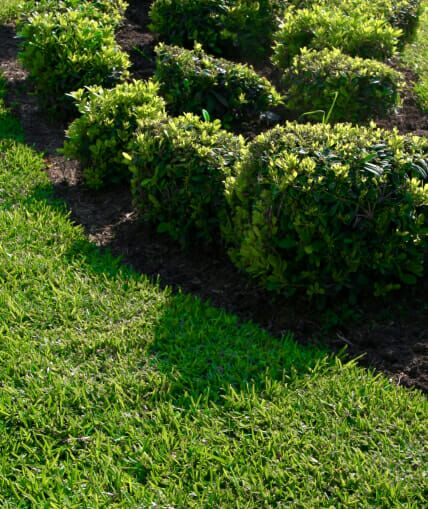 Tree and Shrub Care Program