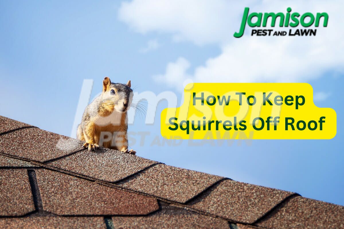 How To Keep Squirrels Off Roof 