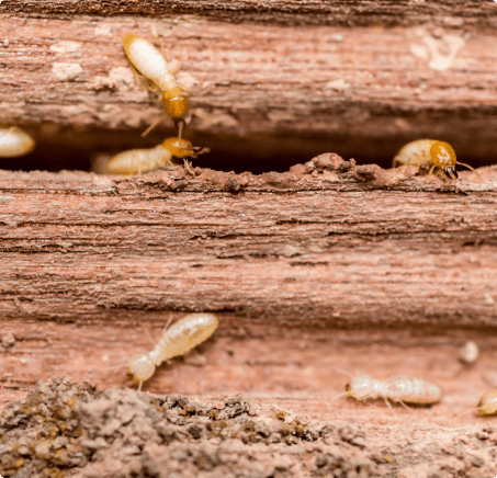 Termites crawling on weathered wood surface showing pest infestation damage