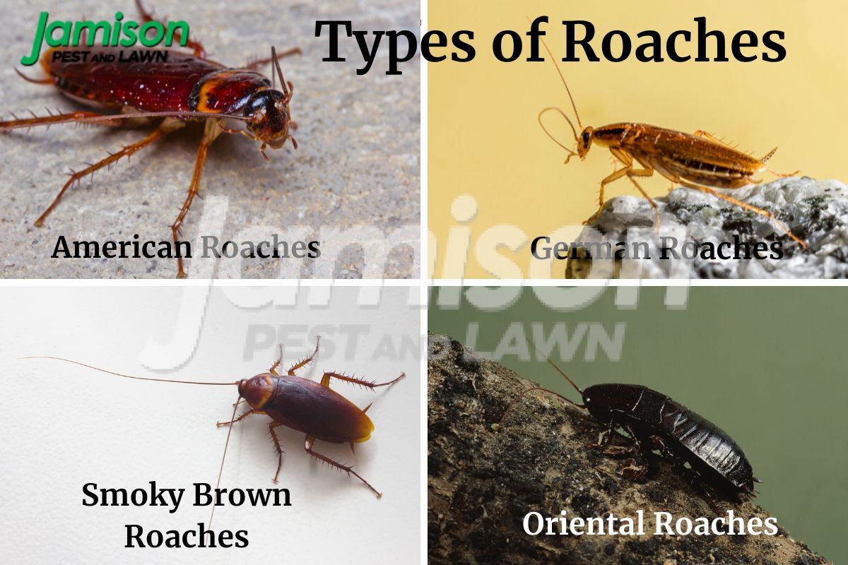 What Smell Keeps Roaches Away?