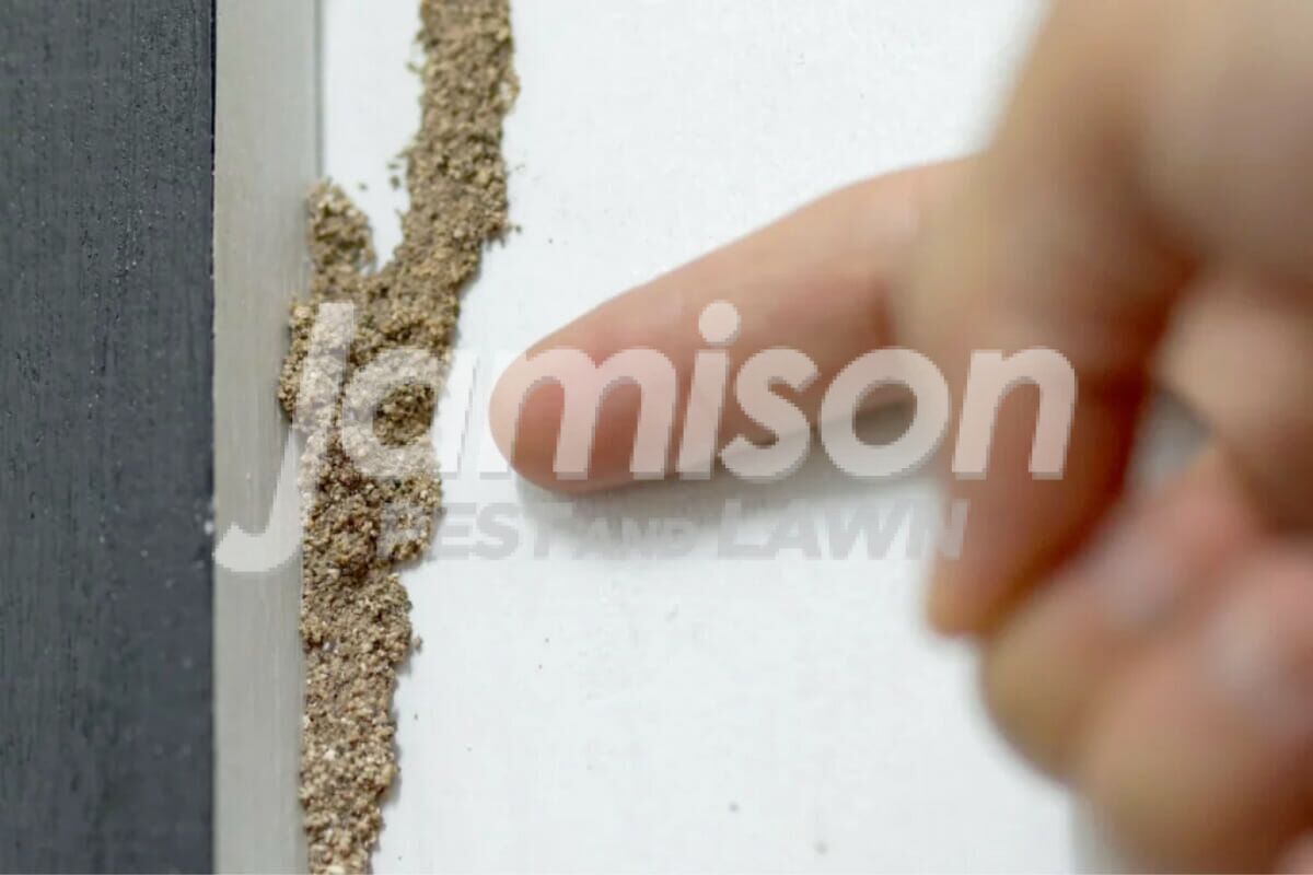 How Do You Get Termites? When To Call For Termite Inspection, image size:1200x800